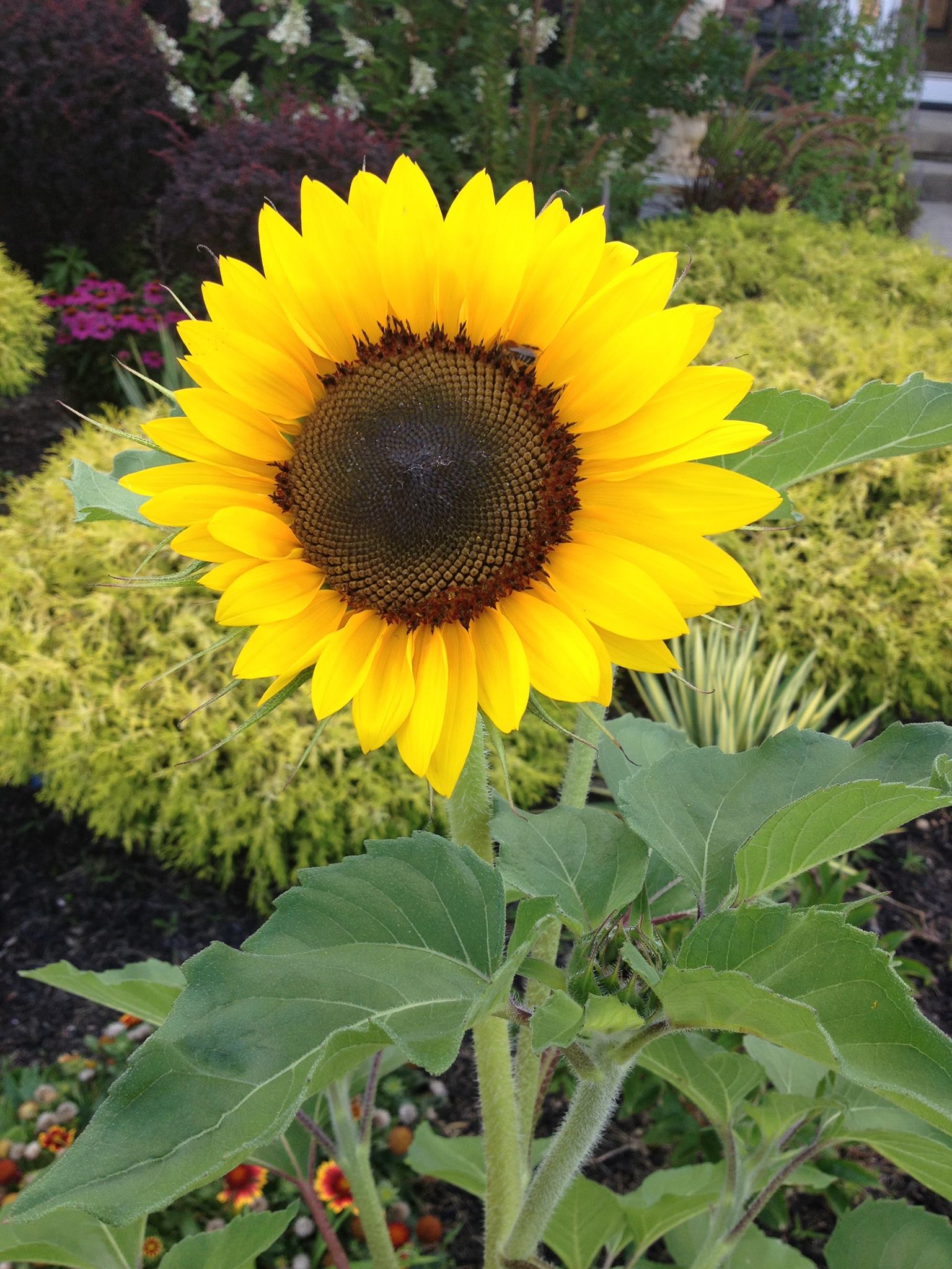 First sunflower
